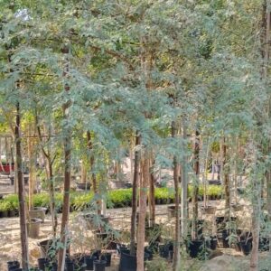 Acacia arabica - 110L