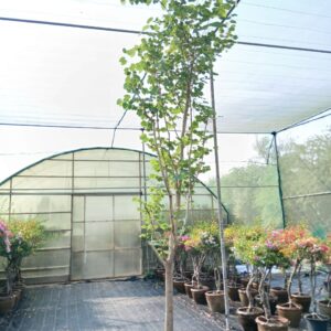Bauhinia purpurea - 70L