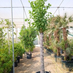 Bauhinia purpurea - 110L