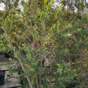 Callistemon citrinus - 35L