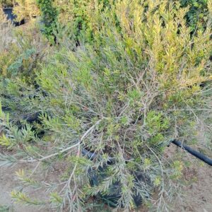 Callistemon citrinus - 50L