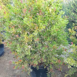 Callistemon viminalis - 75L