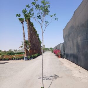 Cassia glauca - 20L