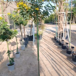 Cassia glauca - 10L