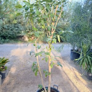 Citharexylum spinosum - 50L