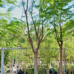 Delonix regia - 110L