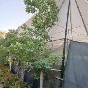 Dolichandrone spathacea - 75L
