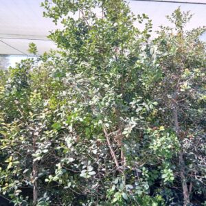 Eugenia - 75L