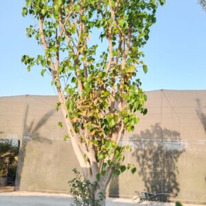 Ficus religiosa - 110L