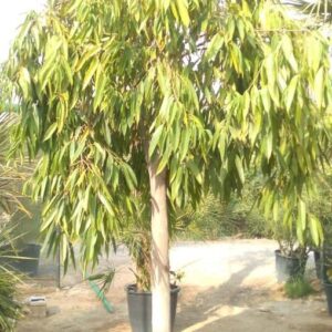 Ficus amstel king - 500L