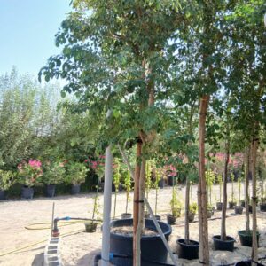 Ficus religiosa - 50L