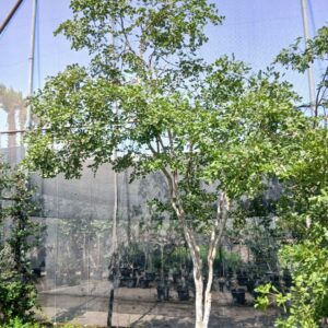 Guaiacum officinale - 110L