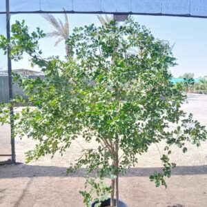 Guaiacum officinale - 25L