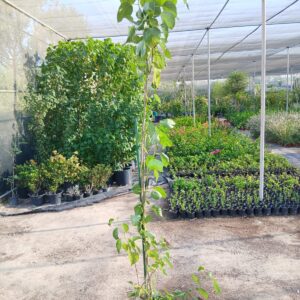 Hibiscus tree - 25L
