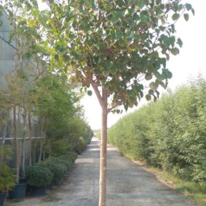 Hibiscus tiliaceus rubra - 50L