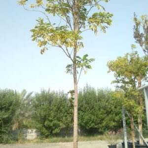 Albizia lebbeck - 110L
