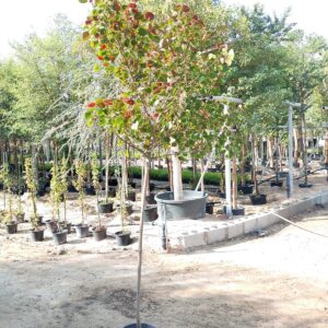 Hibiscus tiliaceus rubra - 20L