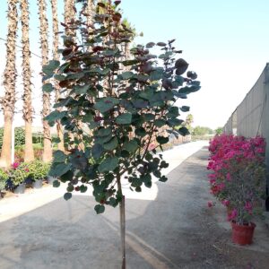 Hibiscus tiliaceus rubra - 25L