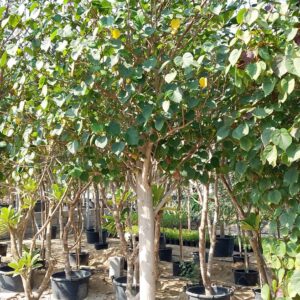 Hibiscus tiliaceus rubra - 210L