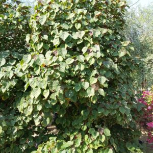 Hibiscus tiliaceus rubra(Bushy) - 210L