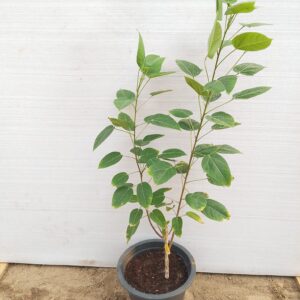 Jatropha integerrima - 22CM