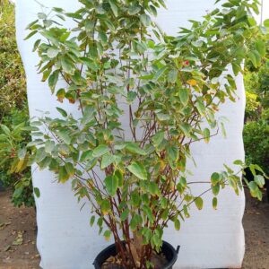 Jatropha integerrima - 50L