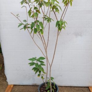 Jatropha integerrima - 22CM