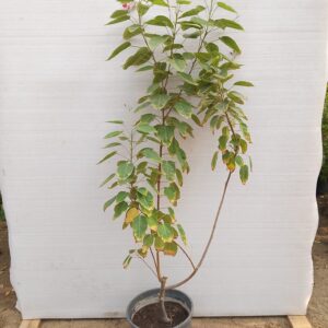 Jatropha integerrima - 20L