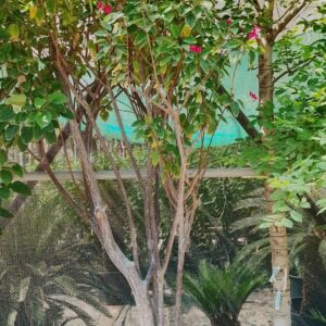 Jatropha integerrima - 110L