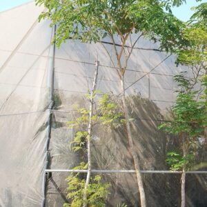 Albizia lebbeck - 35L