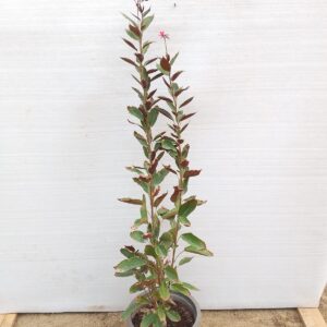 Jatropha integerrima - 22CM