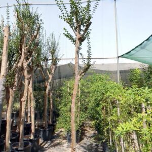 Lagerstroemia speciosa - 55L