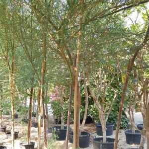 Parkinsonia aculeata - 50L