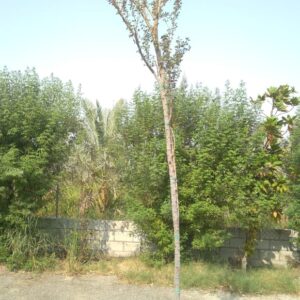 Pithecellobium dulce - 25L