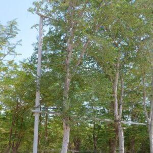 Pithecellobium dulce - 500L