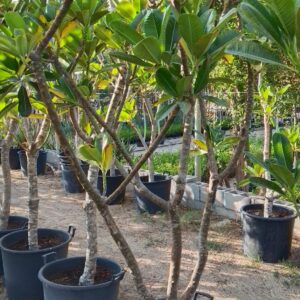 Plumeria obtusa - 70L
