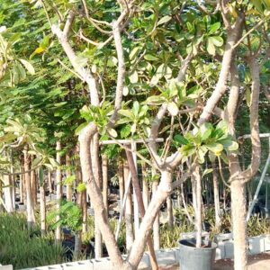 Plumeria obtusa - 210L