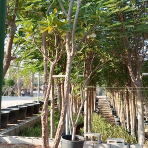 Plumeria obtusa - 110L