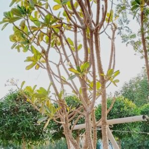 Plumeria obtusa - 200L