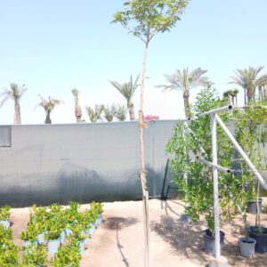 Albizia lebbeck - 25L