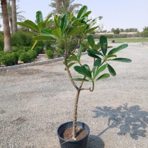 Plumeria obtusa - 25L
