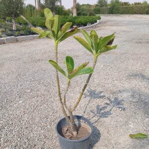 Plumeria obtusa - 10L