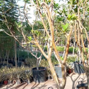 Plumeria rubra - 110L