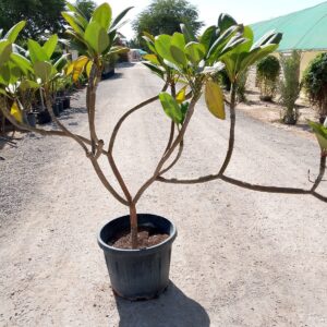 Plumeria rubra - 75L