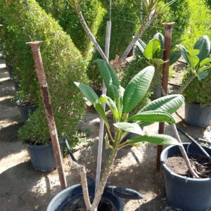 Plumeria rubra - 50L