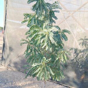 Sesbania grandiflora - 25L