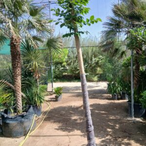 Spathodea campanulata - 75L