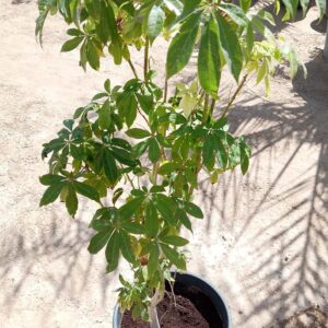Ceiba pentandra - kapok tree - 25L