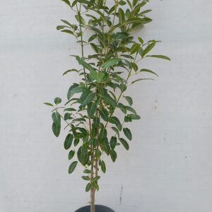 Tabebuia pentaphyla - 20L