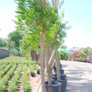 Azadirachta indica - 210L